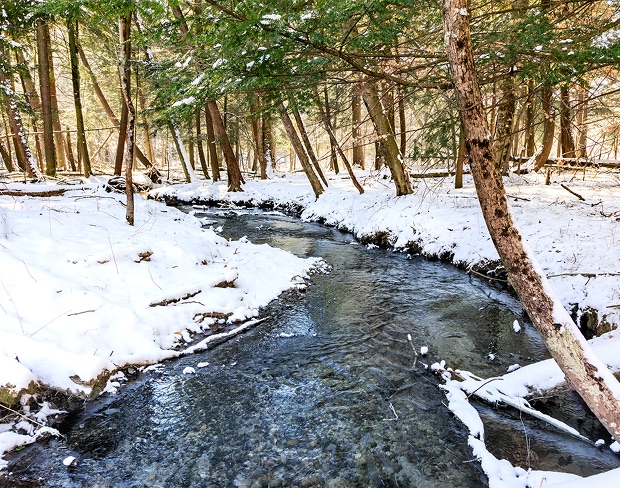 White Pine Springs